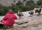Vale gier   A.Bender : SPANJE 2012 400D